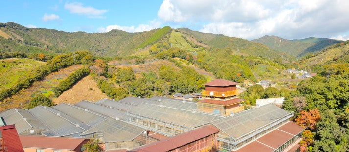 가미하야산 우메슈 화이트 11도 720ml 무료배송 - 산뜻한 산미와 깔끔한 마무리, 식사와 잘 어울리는 정통 농가 우메슈