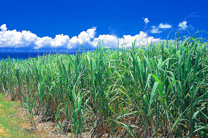 렌토 흑설탕 음악 숙성 소주 25도  1.8L 종이팩 무료배송