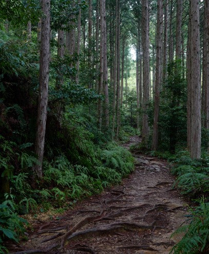 츠바사 매화 위스키 블렌드 매실주 720ml 10도 무료배송 – 히노키 향 가득한 프리미엄 위스키 매실주