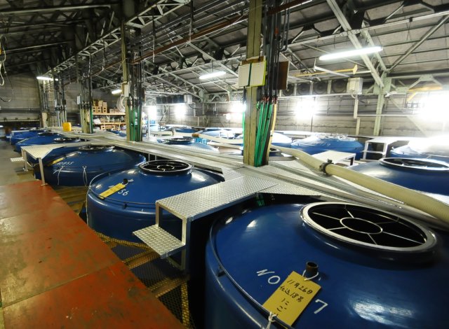 백년의 정성을 담은 고급 매실주, ‘백년 우메슈 13% 720ml’ 무료배송 – 진한 매실 풍미의 깊은 감동