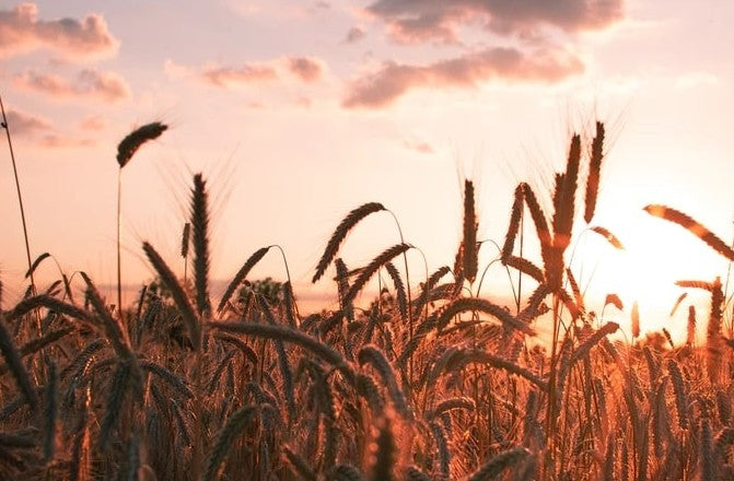 장인의 꿈을 담다 – 산토리 마이스터즈 드림 350ml × 24캔 프리미엄 생맥주 무료배송