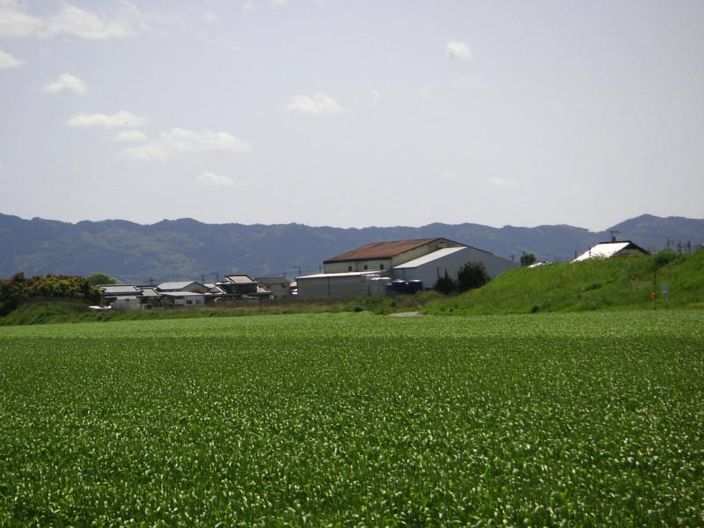 센넨(천년)네보스케 (오래 자는 사람) 쌀소주 25도 1.8L 무료배송 – 순하고 부드러운 쌀의 깊은 맛을 담은 명품 소주