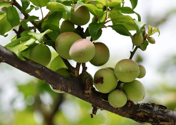 우구이스토마리 특선 (핑크 라벨)우메슈 KOBOKU 720ml 12도 무료 배송 – 고목 매실로 빚은 깊고 맑은 감성의 프리미엄 매실주