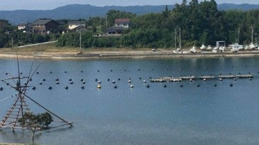 치쿠하 오이스터 굴전용 준마이 720ml 무료배송