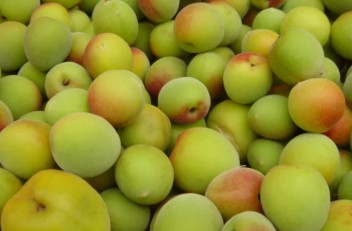 카이치 매화 위스키 블렌드 매실주 720ml 15도 무료배송 – 미즈나라 향의 깊은 여운 프리미엄 위스키 매실주