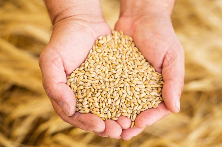 장인의 꿈을 담다 – 산토리 마이스터즈 드림 305ml × 10캔 프리미엄 생맥주 무료배송