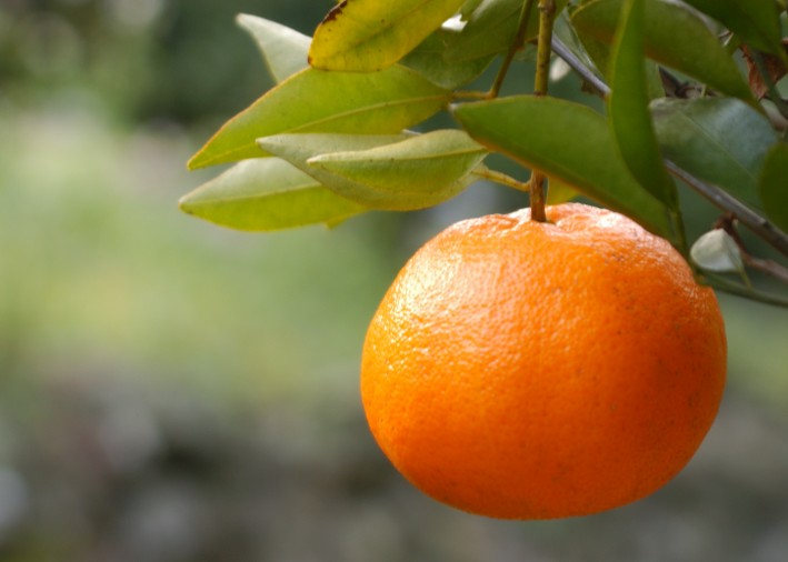 시노자키 마루지무라의 유자 '하지메마시다' 유자 리큐어 6도 500ml 무료배송 - 유자 과즙과 벌꿀의 부드러움이 어우러진 상큼달콤 리큐어