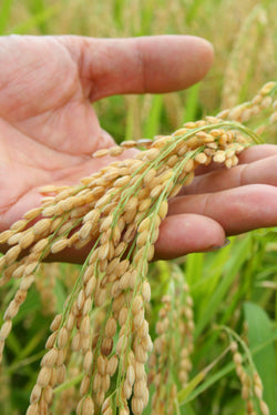 센넨(천년)네보스케 (오래 자는 사람) 쌀소주 25도 1.8L 무료배송 – 순하고 부드러운 쌀의 깊은 맛을 담은 명품 소주