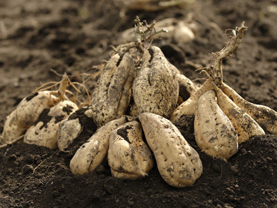 쿠라노시콘 프리미엄 고구마 소주 25도 오렌지 라벨 720ml 무료배송
