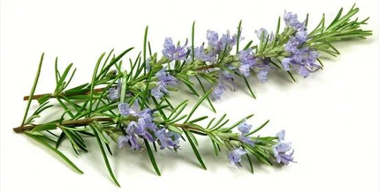 기슈 이시가미 향초 매실주 720ml 22도 무료배송 – 허브의 향기와 매실의 산뜻함이 어우러진 특별한 우메슈