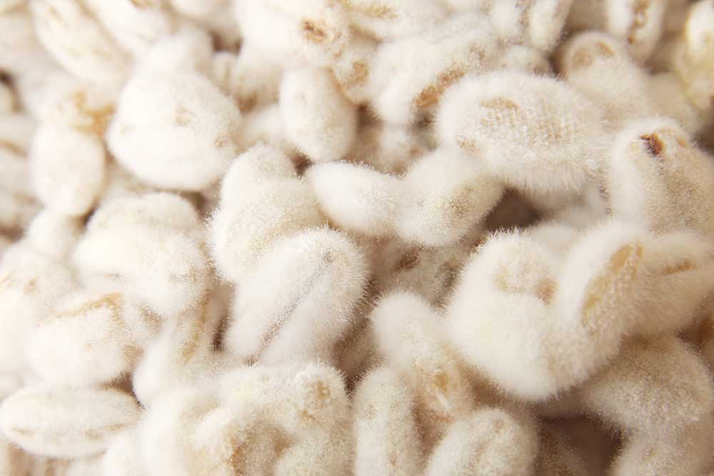 코하쿠노 유메 25도 1.8L 무료배송 – 통숙성으로 완성된 깊고 부드러운 보리소주