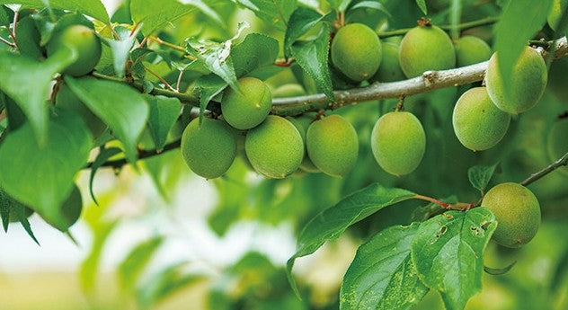 백년 우메슈 위스키 통숙성 700ml 18도 무료배송 - 바닐라와 중후한 단맛의 프리미엄 매실주