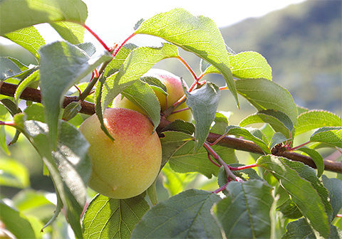 나카노 주조 쿠니자카리 ‘할머니의 우메슈’ 720ml 14도 무료배송 - 깊고 깨끗한 매실 풍미의 무첨가 클래식