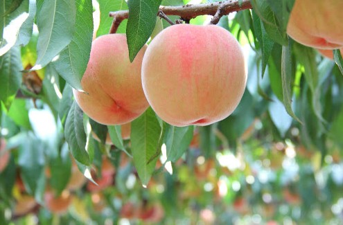 와카노메구미 모모야마 복숭아주 720ml 8도 무료배송 — 아라카와 복숭아 과즙을 듬뿍 담은 부드러운 디저트 리큐르