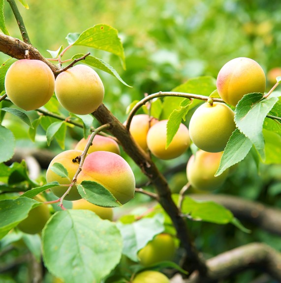 우구이스토마리 (흰색 라벨) 니고리 우메슈 1.8L / 12도 무료배송 – 부드러운 매실 과육이 그대로 녹아든 고농축 탁한 프리미엄 매실주