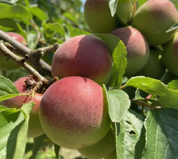 만세락 (만세의 기쁨) “15년 숙성” 가가 우메슈 720ml 14도 프리미엄 매실주 – 15년 숙성이 빚어낸 최상의 깊이, 한정판 선물로 인기