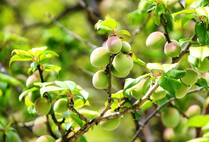 우구이스토마리 특선 (핑크 라벨)우메슈 KOBOKU 720ml 12도 무료 배송 – 고목 매실로 빚은 깊고 맑은 감성의 프리미엄 매실주