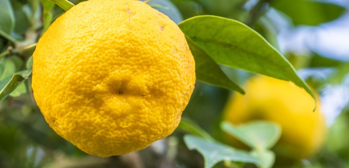 라쿠엔 (낙원) 유자주 팩 900ml 무료배송 - 시원하게 톡 터지는 유자 향과 산뜻한 단맛의 조화 집에서 즐기는 가성비 좋은 유자 리큐르