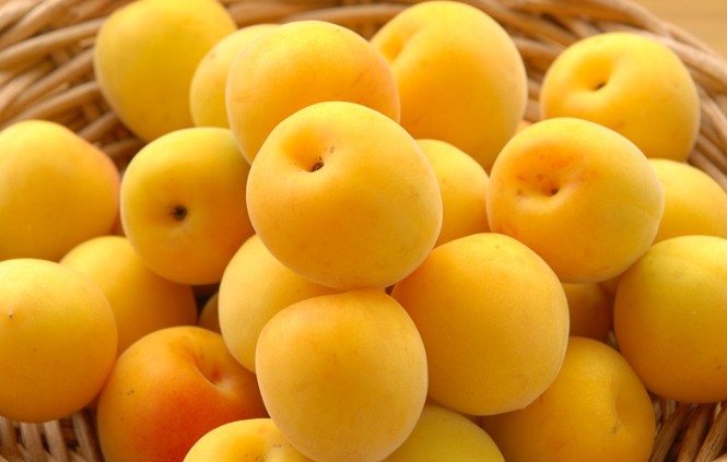 매실타로 니고리 우메슈 720ml 12도 무료배송 – 남쪽매실 과육이 가득한 진한 풍미, 세계가 인정한 농밀한 매실주