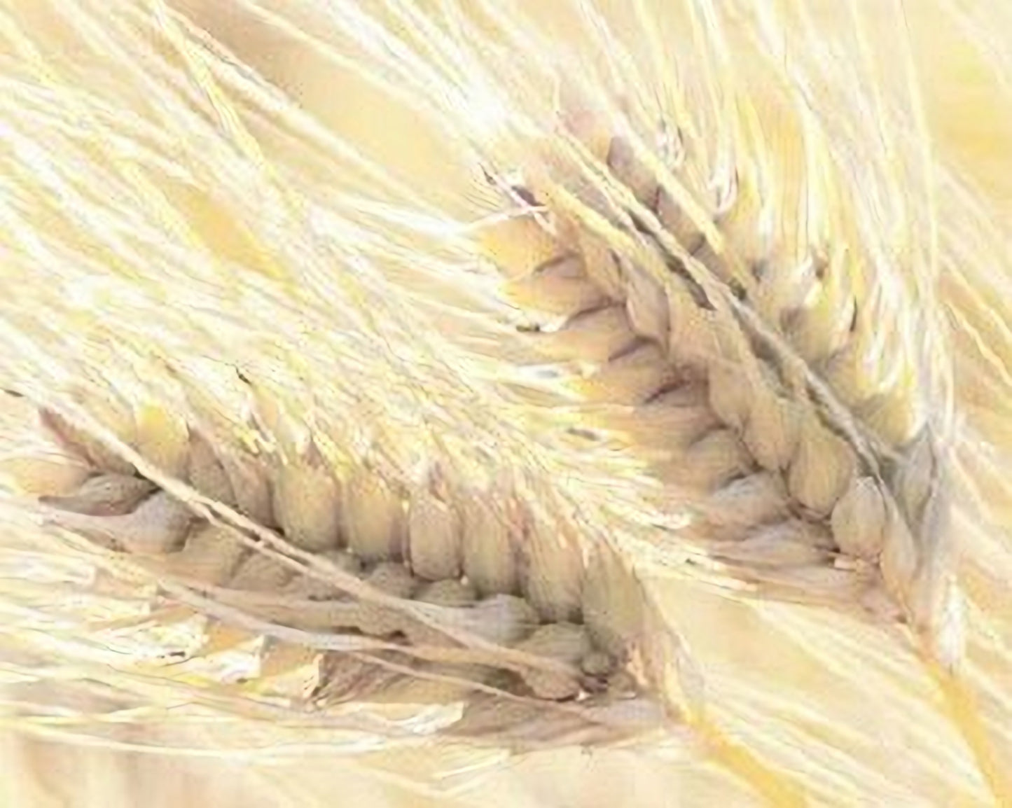 [오키나와 감성] 오리온 드래프트 맥주 350ml × 24캔 무료배송 – 남국 오키나와 NO.1 청량한 한 모금