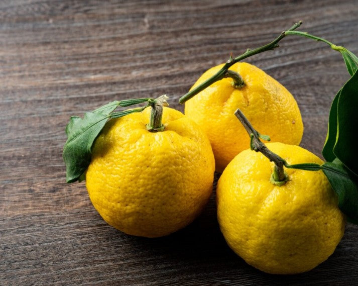 남부미인 설탕 무첨가 유자 레몬주 720ml 9도 무료배송 - 상큼쌉쌀 시트러스 매력의 프리미엄 리큐르