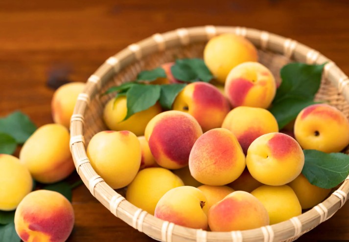 나카노 주조 쿠니자카리 ‘할머니의 우메슈’ 1.8L 14도 무료배송 - 깊고 깨끗한 매실 풍미의 무첨가 클래식