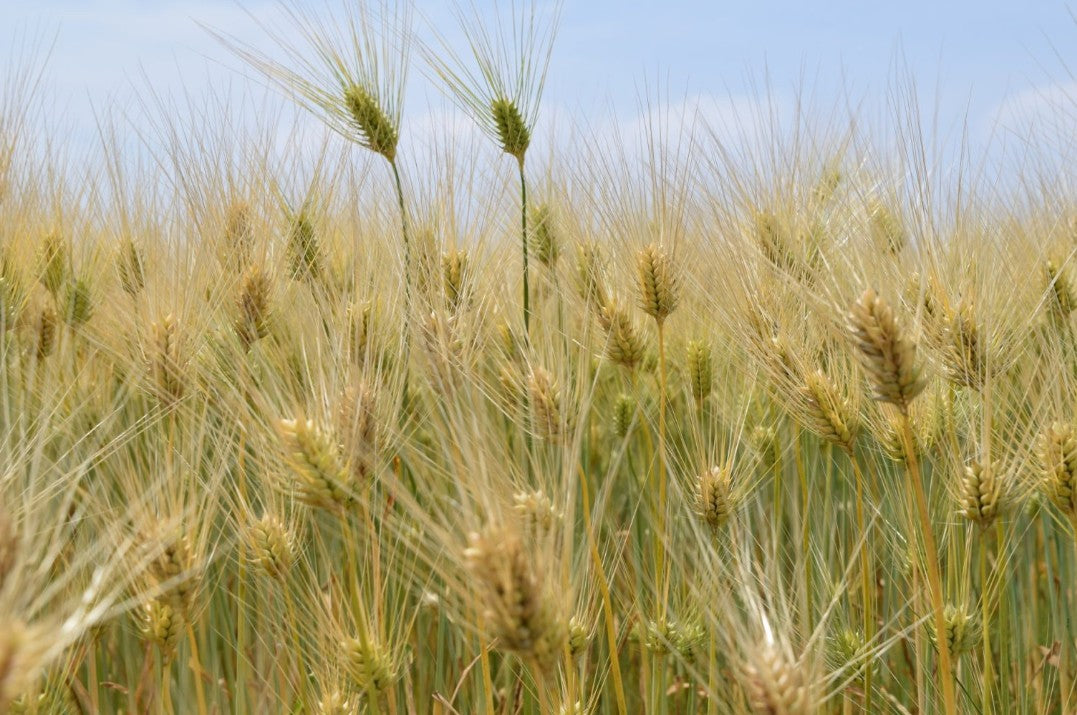 【환상의 보리소주】카네하치 보리소주 25도 (사쓰야 주조) 1.8L 무료배송