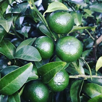 나카노BC 기슈 시쿠와사(오키나와와 대만 쪽이 원산인 아주 작은 초록 감귤)  매실주 720ml 12도 무료배송 - 상큼한 시쿠와사와 남고매가 만난 청량한 과실 리큐르