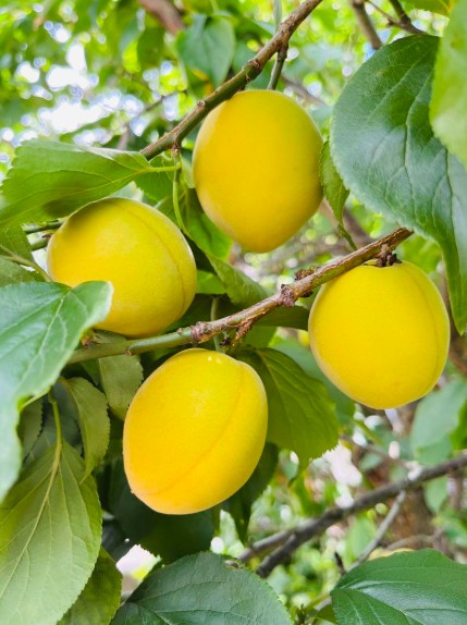 매실타로 니고리 우메슈 720ml 12도 무료배송 – 남쪽매실 과육이 가득한 진한 풍미, 세계가 인정한 농밀한 매실주