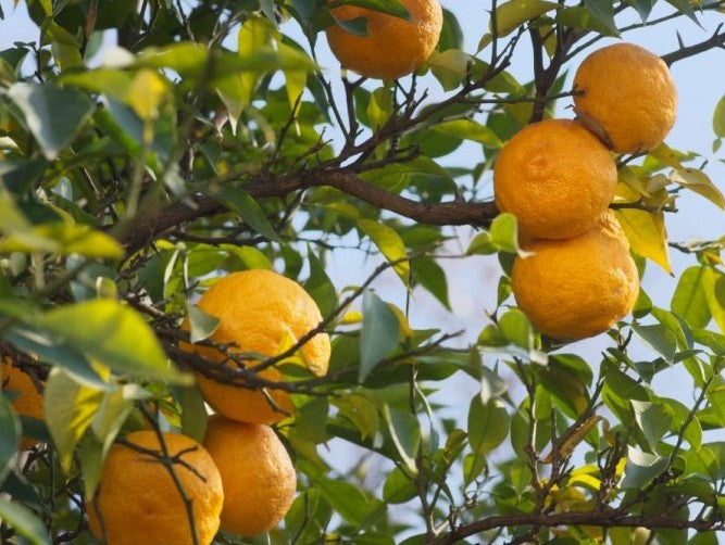 고쇼 양조 유자주 1.8L 10도 무료배송 – 가고시마 유자와 보리 소주의 산뜻한 황금 밸런스