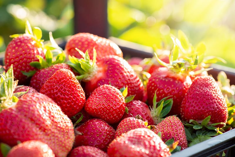 하나노마이 푸치슈와 딸기주 300ml 6도 무료배송 - 달콤상큼 미세발포 한 잔으로 시작하는 사랑스러운 건배