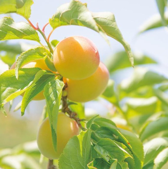 하마다 레드 라벨 720ml 18도 무료배송 – 3년 숙성으로 깊어진 진한 풍미의 프리미엄 우메슈