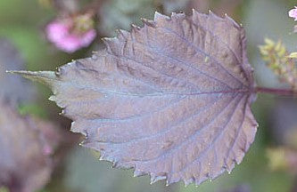 탄타카탄 시소 매실주 1.8L 12도 무료배송 - 루비빛 시소향과 산뜻한 단산미