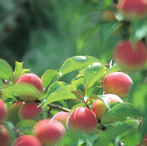 유큐노 우메시즈쿠 2009 빈티지 아와모리 베이스 매실주 180ml 14도 무료배송 - 남고매실과 전통 아와모리의 깊은 풍미가 살아있는 한정판