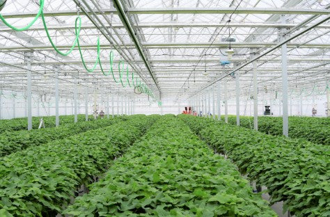 토라후 (호반: 호랑이 무늬) 키리시마 고구마 소주 25도 900ml 무료배송