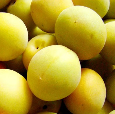 본가 마츠우라 니고리 우메슈 720ml 12도 무료배송 - 과육이 살아있는 벌꿀의 부드러움과 상큼한 매실 향