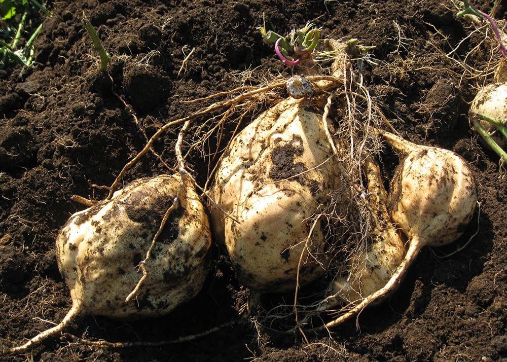 텐손 코린 (천손 강림)  고구마 소주 25도 1.8L 종이팩 무료배송