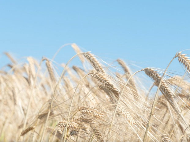 고쇼 양조 유자주 1.8L 10도 무료배송 – 가고시마 유자와 보리 소주의 산뜻한 황금 밸런스