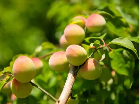 오제키 모모 매실주 720ml 8.5% 무료배송 – 백봉 복숭아와 남고매의 우아한 과즙 조화