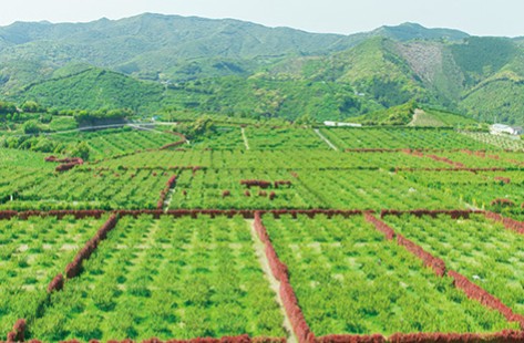 기슈 이시가미 향초 매실주 720ml 22도 무료배송 – 허브의 향기와 매실의 산뜻함이 어우러진 특별한 우메슈