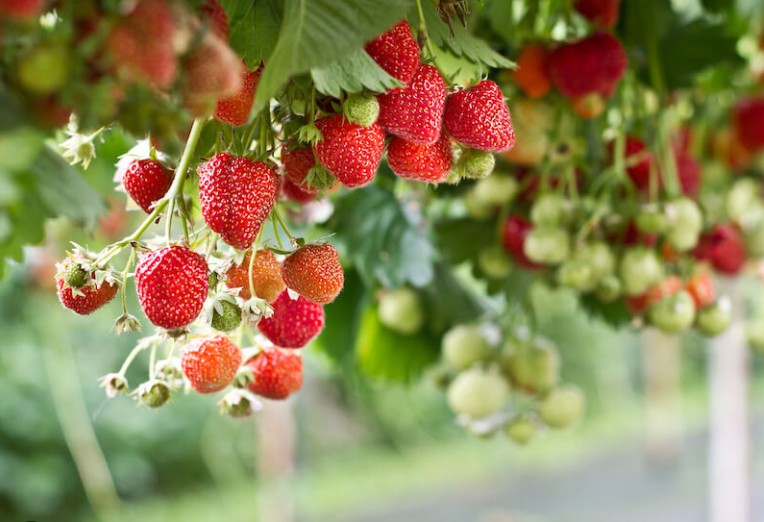 나카노BC 기슈 우메슈와 딸기 1.8L 12도 무료배송 - 진한 딸기 과즙과 부드러운 우메슈의 조화 대용량 홈파티 베스트