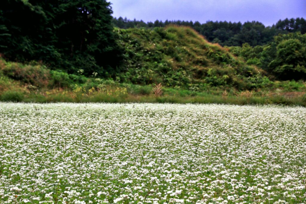 텐잔 토카쿠시  메밀(소바) 소주 25도 720ml 무료배송
