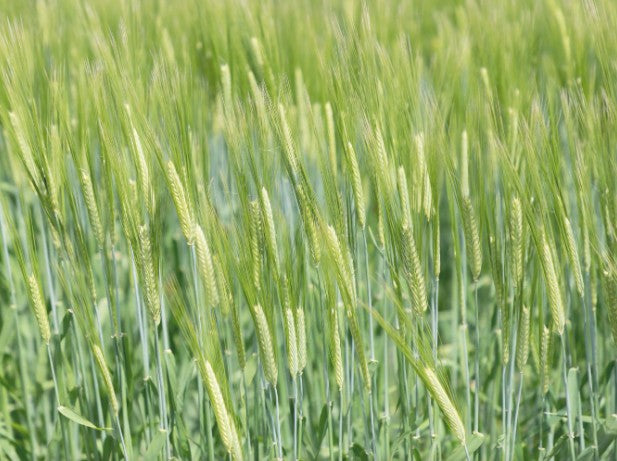 이키 슈퍼 골드 22도 — 화이트오크 숙성 보리소주 720 ml  무료배송