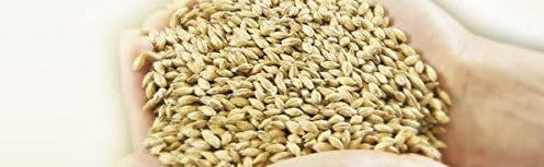 산토리 프리미엄 몰츠 카오루 에일 350ml × 24캔 무료배송 - 향기로 마무리하는 하루, 산토리 카오루 에일