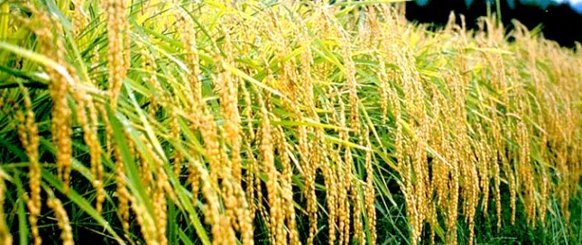 센넨(천년)네보스케 (오래 자는 사람) 쌀소주 25도 1.8L 무료배송 – 순하고 부드러운 쌀의 깊은 맛을 담은 명품 소주