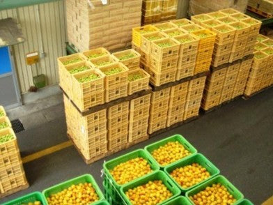 쿠마노전설 블랙 매실주 720ml 13도 무료배송 – 완숙 난코우매 3년 숙성의 고급 프리미엄 리큐르