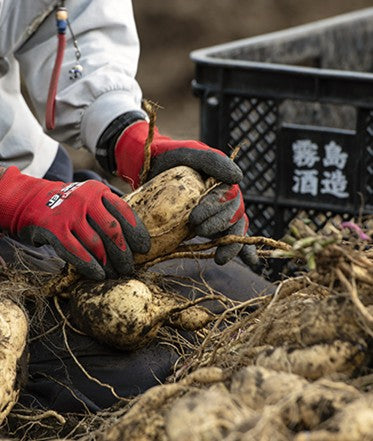 토라후 (호반: 호랑이 무늬) 키리시마 고구마 소주 25도 900ml 무료배송