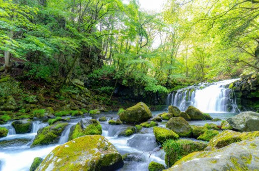 마루야마 보리소주 25도 (치쿠마니시키 주조) 1.8L 무료배송