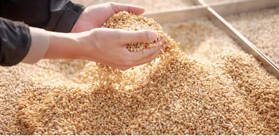 키로쿠 고구마 소주 720ml 무료배송