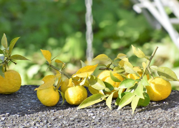 나카노BC 기슈 유즈 우메슈 1.8L 12도 무료배송 -유자향 가득 산뜻하고 깔끔한 교토식 과실 매력의 스테디셀러